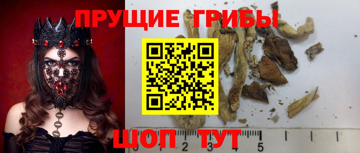 Коряжма  Псилоцибиновые грибы ЛСД  Галлюциногенные грибы Psilocybe  даркнет сайт  Вход с VPN 